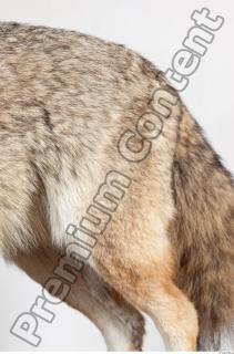 Wolf leg photo reference 0005